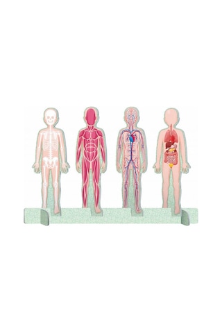 Human Body - The Ultimate Atlas Canlı Renkler