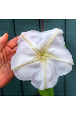 Mehtap Sefası Parfüm Kokulu Sarmaşık Tohumu Ipomoea Alba