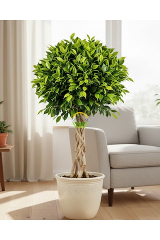 Ficus Benjamin Bitkisi Kafes Örgülü 120-140cm