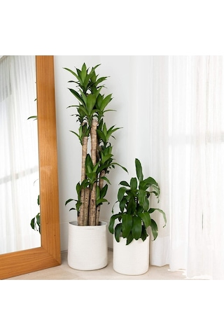 Ikili Dekoratif Jüt Saplı Hasır Sepet Saksı 30 Cm Ve 25 Cm , Dekoratif Saksı Ve Havluluk Beyaz