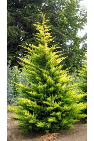 Goldrider Leylandi Fidanı Hızlı Büyüyen Peyzaj Bitkisi 40-60cm