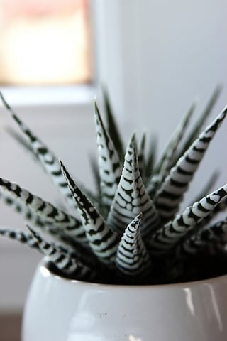 Zebra Sukulent Haworthia Fasciata Alba Beyaz Benekli Özel Tür Suk
