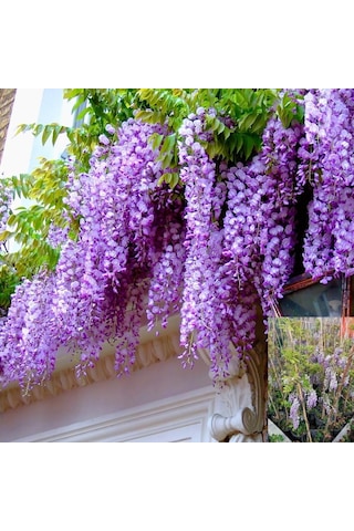 Mor Salkım Çiçeği Sarmaşık Wisteria Sinensis 10-20 Cm