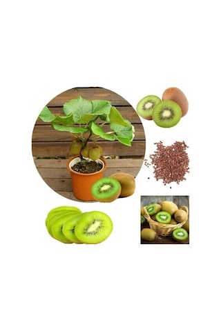 Kivi Bonzai Ağacı Tohumu 5 Adet Bonsai Ağacı Tohumu