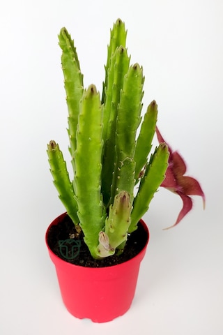 Leş Kaktüsü Stapelia Grandiflora Büyük Boy 8.5 cm Kırmızı Saksıda