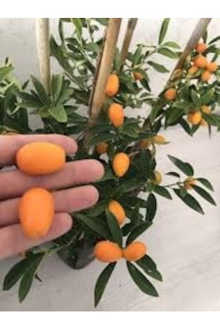 Bodur Kamkat Tohumu Ekim Seti 3 Tohum + Saksı + Toprak