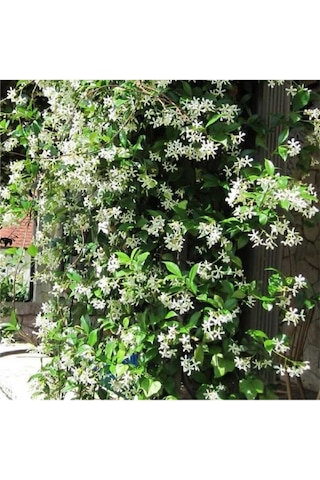 Mis Kokulu Sarmaşık Arap Yasemin Full Çiçeği Mini Fidan, Beyaz Çiçekli Bitki, Jasminum Sambac