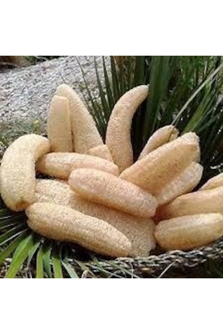 30 Adet Tohum Organik Hobi Bahçe Lif Sünger Kabak Tohumu