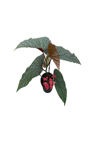 Çilli Begonya Çiçeği Dolgun Formlu Kırmızı Çiçekli 1 Adet Saksılı 30-40cm