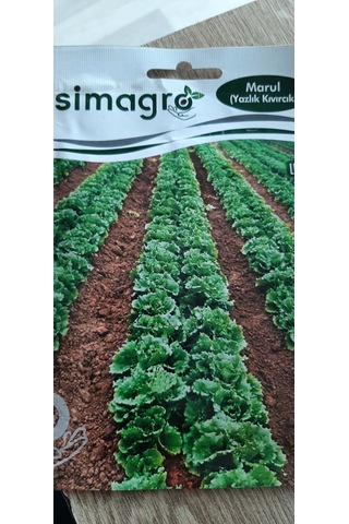Kolukısa Tarım Simagro Yazlık Marul Tohumu
