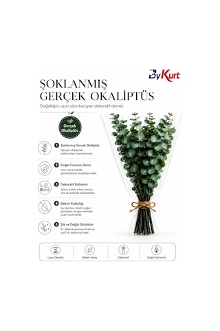 Dekoratif Cam Vazo Ve Doğal Şoklanmış Okaliptus Demeti Seti Şeffaf