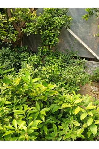 Kumkuat Fidanı Tüplü 40-60 Cm