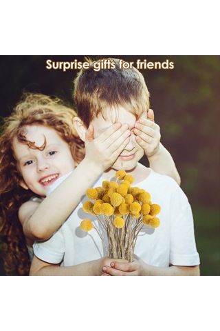 Gatherco 48 Adet Kurutulmuş Çiçekler Kurutulmuş Billyballs Kurutulmuş Craspedia Çiçekleri Düğme Sarı Kurutulmuş Çiçekler Sahte İpek Kurutulmuş Çiçek