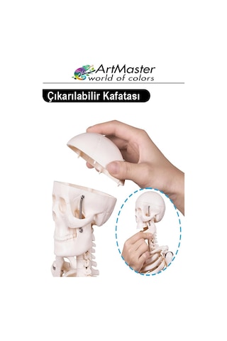 İskelet Sistemi Maketi 85 Cm 1 Adet İnsan İskelet Modeli Haraketli Eğitim İskelet Anatomisi İskelet Sistemi