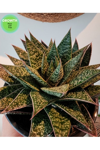 Gasteria Flow Suklent 1 Adet