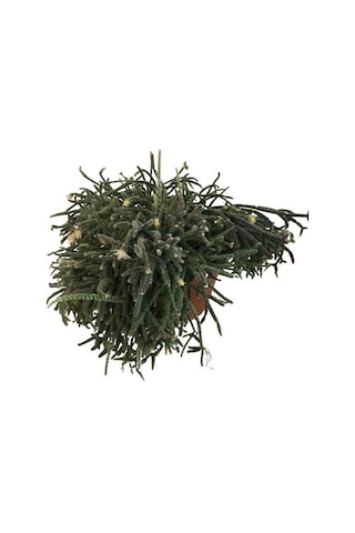 Rhipsalis Pilocarpa -spagetti Kaktüs