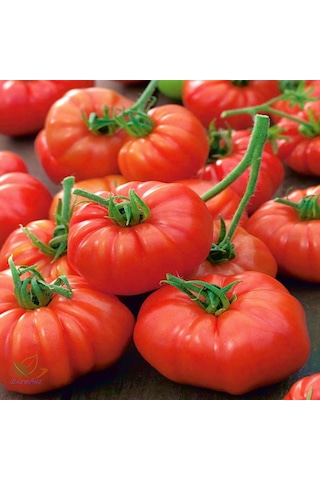 Marmande Domates Köy Tipi Tohumu +500