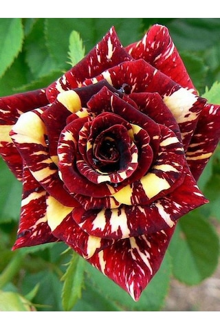 Avantajlı Yediveren Aşılı Sihirbaz Abrakadabra Gül Fidanı 1 Adet Saksılı 50-90 Cm Wizard Rose