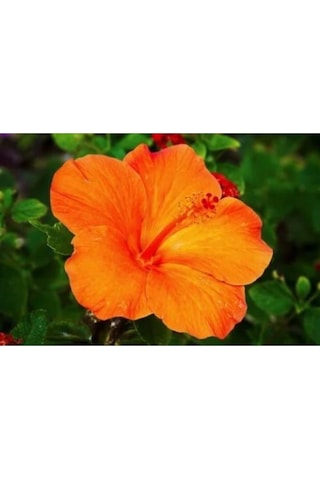 Turuncu Japon Gülü Çiçeği Fidanı 20-45 Cm Saksılı Çiçekli Bodur Bitkiler Hibiscus Rose