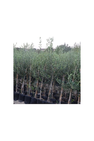 3 Yaş Bol Meyveli Tüplü Arbequina Bodur İspanyol Zeytin Fidanı 150-180 Cm