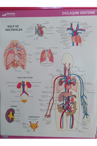 Gürbüz Dolaşım Sistemi Anatomi Levhası 70X100CM Askılı