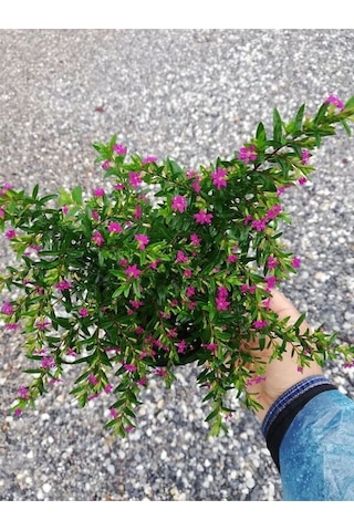 Kufeya Cennet Çiçeği Mor - Cuphea Hyssopifolia 20-30cm İç Mekan Bitkileri