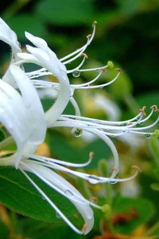 Sarmaşık Çiçekli Hanımeli Fidanı 1 Adet