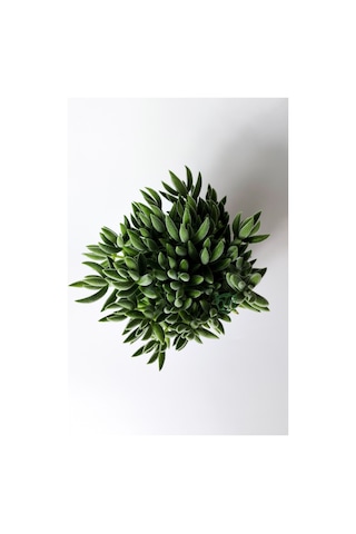 Crassula Jade Mesembryanthemoides kolay bakım sukulent 8.5 cm saksıda