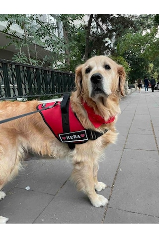 Kişiye Özel, Isimli K9 Köpek Tasması, Göğüs Tasması Kırmızı