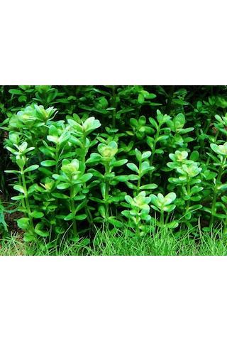 Kolay Akvaryum Bitkisi Paketi Canlı Bitki 30 Dal