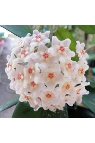 Hoya Dasyantha Kokulu Mum Çiçeği