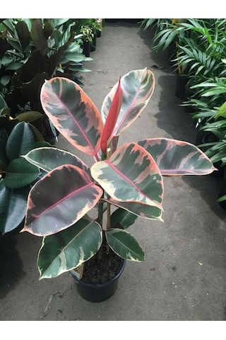Pembe Alacalı Kauçuk Çiçeği 65-70 Cm