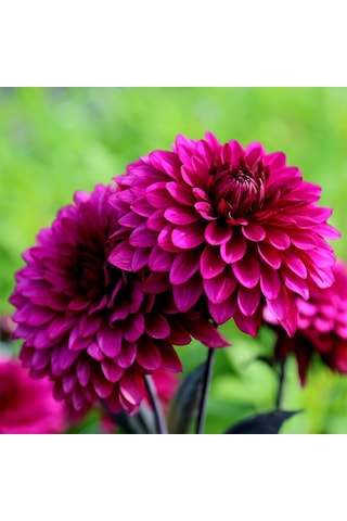 Dahlia Çiçekli Violet Quen Zinya Çiçeği Tohumu 40 Tohum Dahlia Çiçekli Violet Quen Zinya Çiçeği Tohumu 40 Tohum