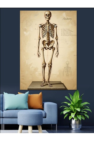 İnsan İskeleti Anatomik Çizim Dekoratif Kanvas - Mdf Ahşap Tablo