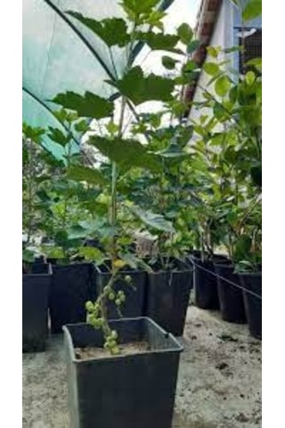 Frenk Üzümü Kırmızı+siyah 2 Adet