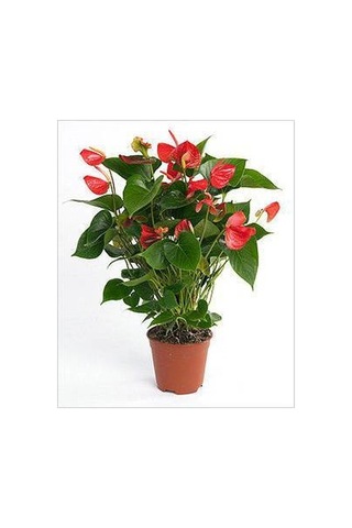 Antoryum Çiçeği - Özel Günler İçin