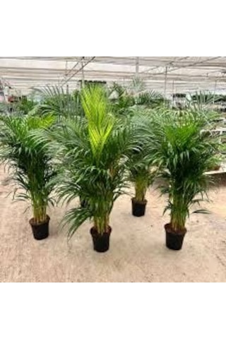 5 Adet Nadir Organik Saksılık Salon Palmiyesi Tohumu Yeni Hasat T