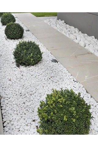 Asenya Dolomit Taş 50 Kg 2-4 Cm Beyaz Dolomit Taş Saksı Dibi Dekoratif Taş Bahçe Süsleme Taşı Peyzaj Taşı