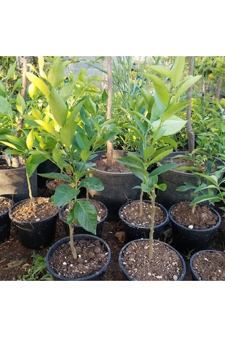 2 Yaş Aşılı Meyvesiz Yediveren Bodur Limon Fidanı. Torbada