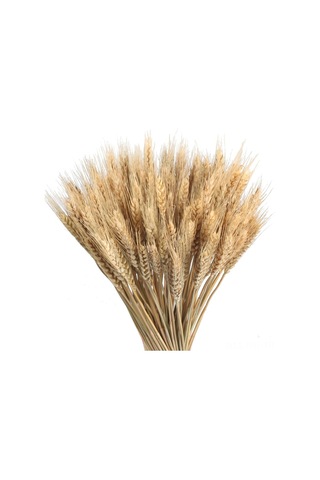 Hangfox Doğal Buğday Tohumu Çiçek Demeti, Açılış Hediyesi, Bahçe Dekorasyonu, 100 Adet, 60 Cm Uzunluk