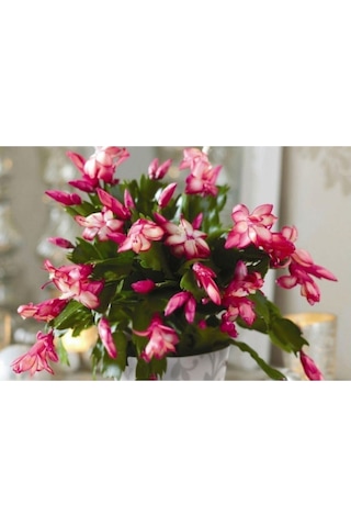 Pembe Yılbaşı Çiçeği Fidanı 20-40 Cm Saksılı Çiçekli Bodur Bitkiler Zygocactus