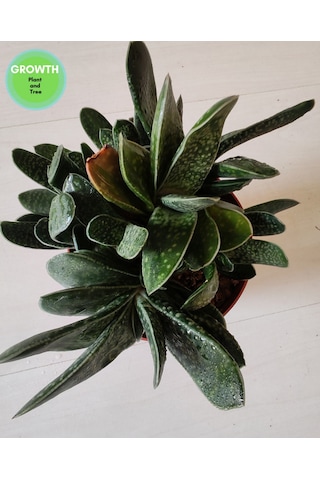 Gasteria Bicolor Sukulent 1 Adet