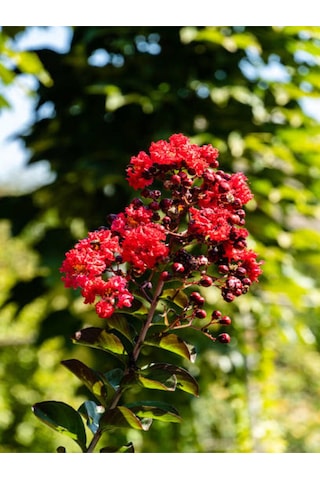 Videolu Kırmızı Oya Ağacı Fidanı 1 Adet Saksılı/ Tüplü 40-70 Cm Red Lagerstroemia Indica