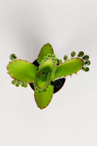 Aşkın Gözyaşları Çiçeği Kalanchoe Daigremontiana Yeşil Çiçekli 5.