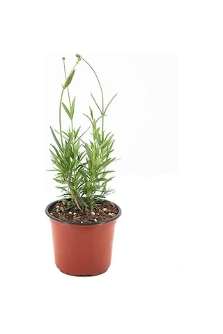 Fransız Provence Lavanta Fidanı 10-20 Cm