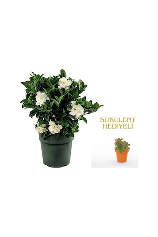 Videolu 1 Adet Anneler Günü Özel Mis Gardenya Çiçeği 20-35cm Saksılı Sukulent Hediye Gardenia