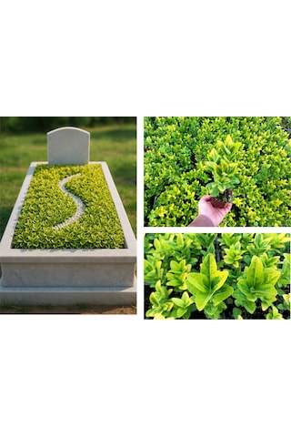 Mezar - Kabir Sarı Bitki Seti - 45 Adet Gold Taflan