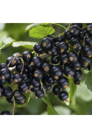 Nadir Siyah Goji Berry Tohumu 5 Adet