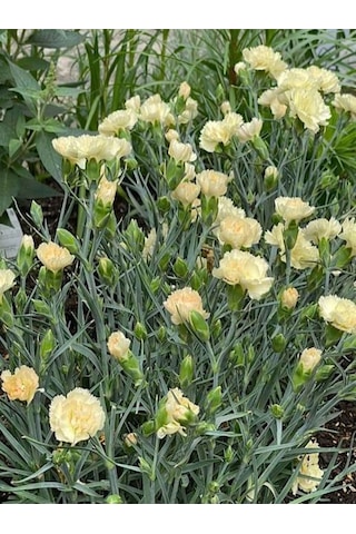 Videolu Kokulu Sarı Karanfil Çiçeği Fidanı 4 Adet Saksılı 30-50cm Salon Bitkisi Carnation Flower