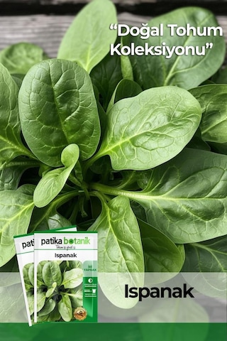 Yerli Ispanak Tohumu Gcl114